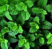 Mint or Pudina Leaves